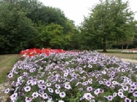 Flowers in park